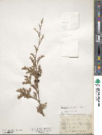 Chamaecyparis thyoides image