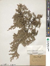 Chamaecyparis thyoides image