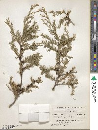 Chamaecyparis thyoides image