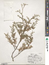 Chamaecyparis thyoides image