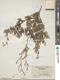 Chamaecyparis thyoides image