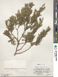 Chamaecyparis thyoides image