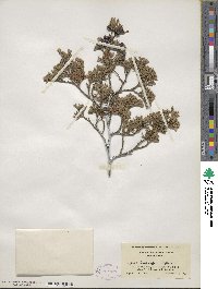 Chamaecyparis thyoides image