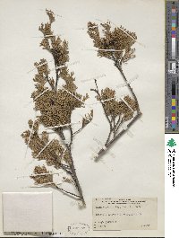 Chamaecyparis thyoides image