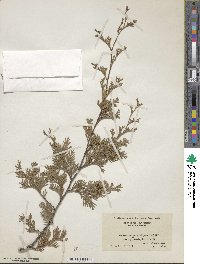 Chamaecyparis thyoides image