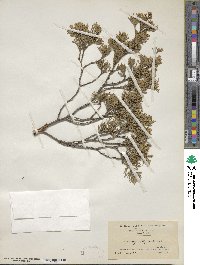 Chamaecyparis thyoides image