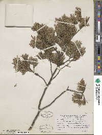 Chamaecyparis thyoides image