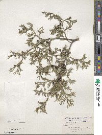 Chamaecyparis thyoides image