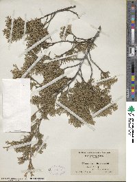 Chamaecyparis thyoides image