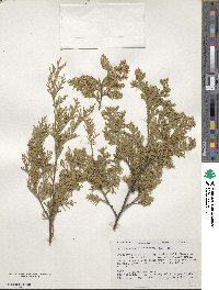 Chamaecyparis thyoides image