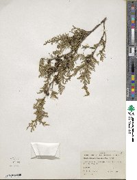 Chamaecyparis thyoides image