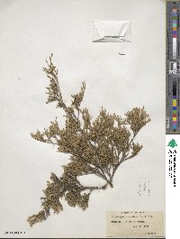 Chamaecyparis thyoides image