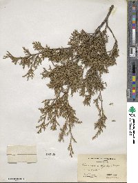 Chamaecyparis thyoides image