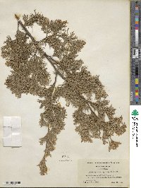 Chamaecyparis thyoides image