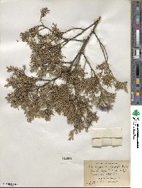 Chamaecyparis thyoides image