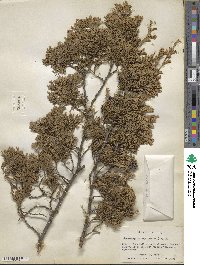 Chamaecyparis thyoides image