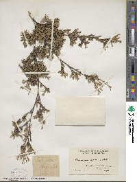 Chamaecyparis thyoides image