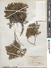 Chamaecyparis thyoides image