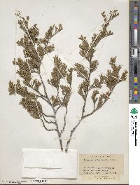 Chamaecyparis thyoides image