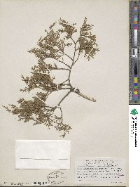 Chamaecyparis thyoides image