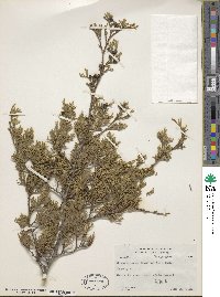 Chamaecyparis thyoides image