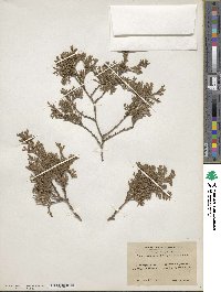 Chamaecyparis thyoides image