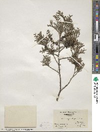 Chamaecyparis thyoides image