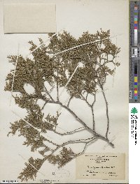 Chamaecyparis thyoides image