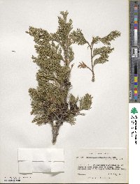 Chamaecyparis thyoides image