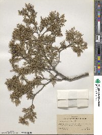 Chamaecyparis thyoides image