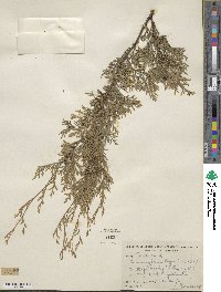 Chamaecyparis thyoides image