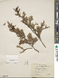 Chamaecyparis thyoides image