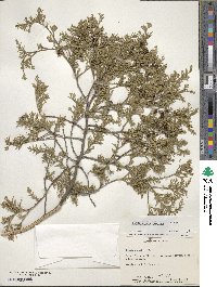 Chamaecyparis thyoides image