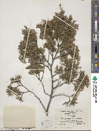 Chamaecyparis thyoides image