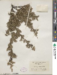 Chamaecyparis thyoides image