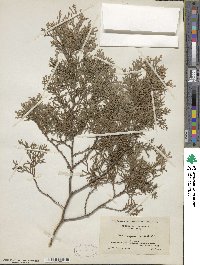 Chamaecyparis thyoides image