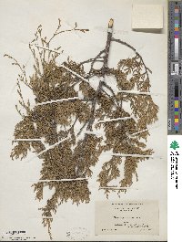 Chamaecyparis thyoides image