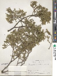 Chamaecyparis thyoides image