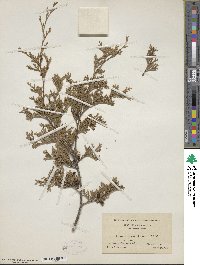 Chamaecyparis thyoides image