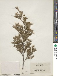 Chamaecyparis thyoides image