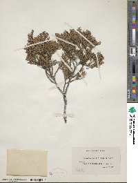 Chamaecyparis thyoides image