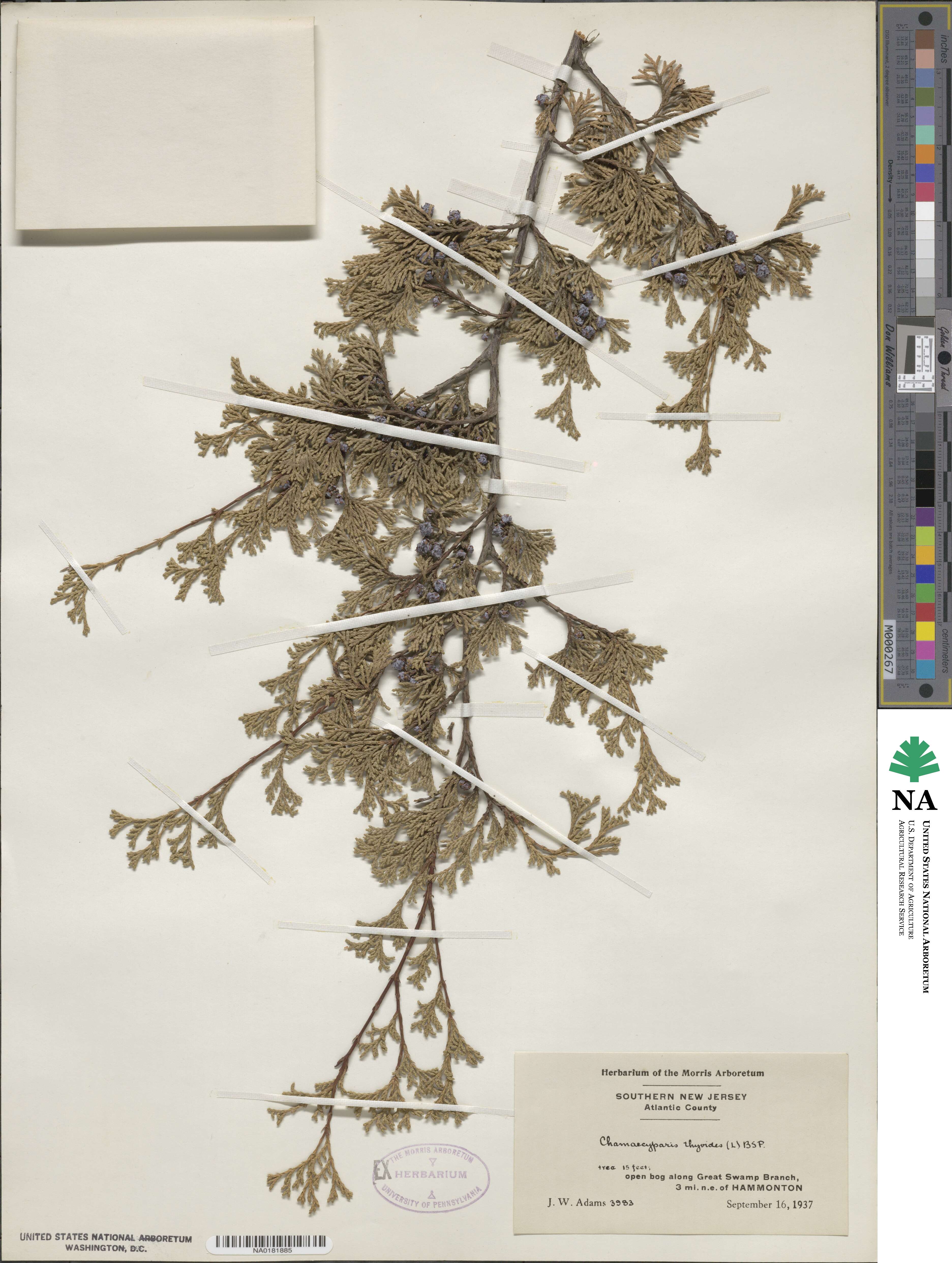 Chamaecyparis thyoides image