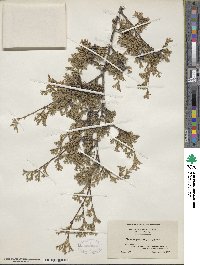 Chamaecyparis thyoides image