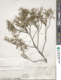 Chamaecyparis thyoides image