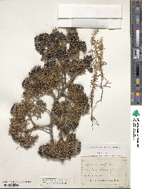 Chamaecyparis thyoides image