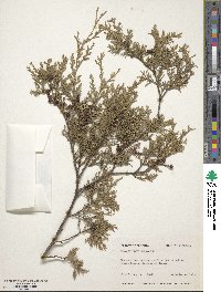 Chamaecyparis thyoides image