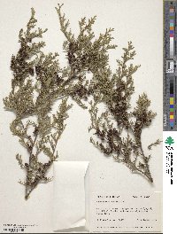 Chamaecyparis thyoides image