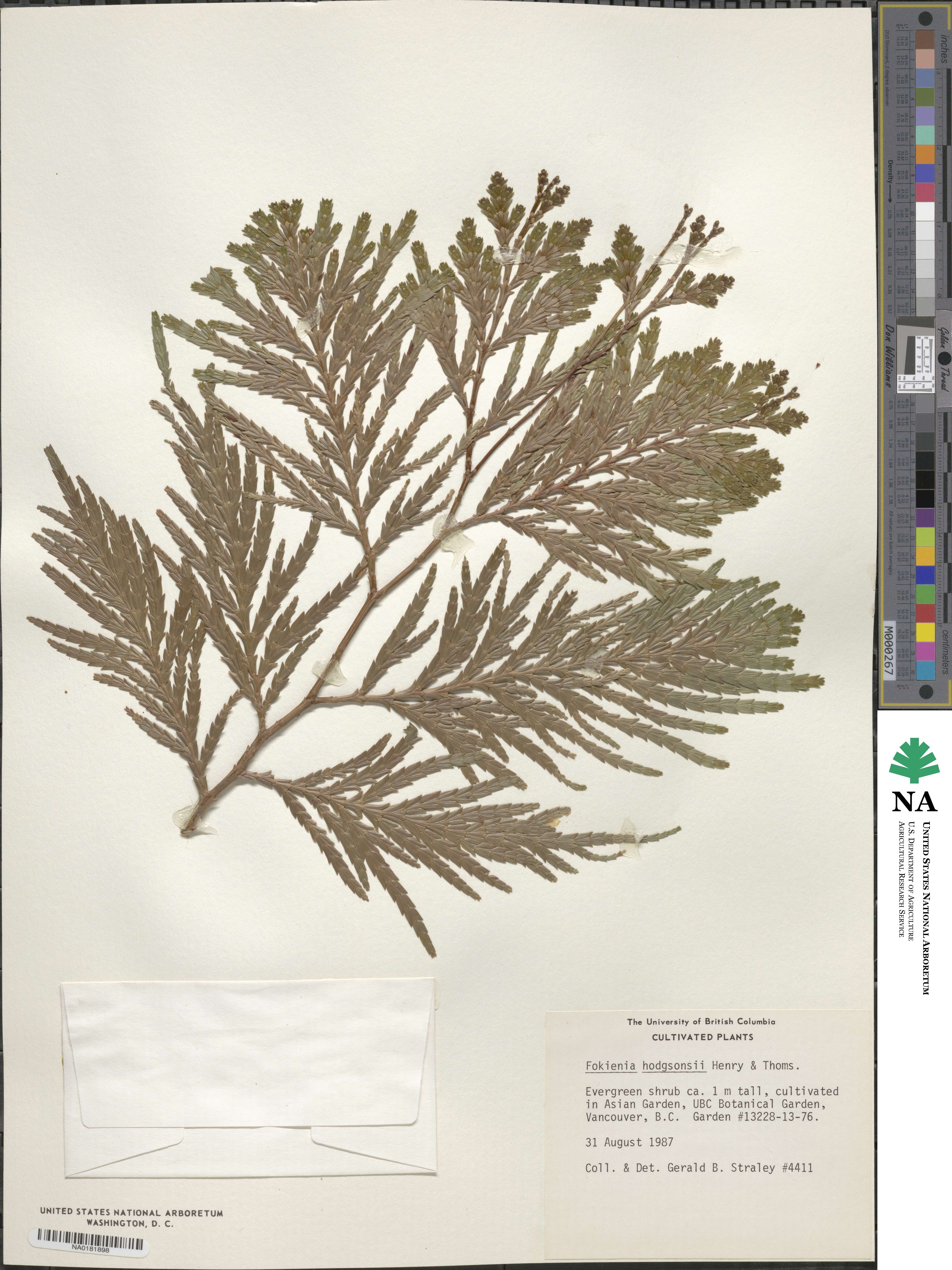 Fokienia hodginsii image