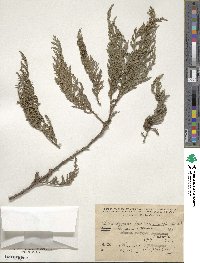 Chamaecyparis lawsoniana image