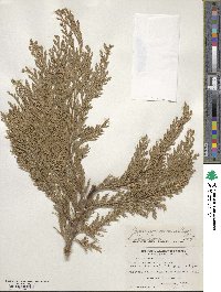 Chamaecyparis lawsoniana image